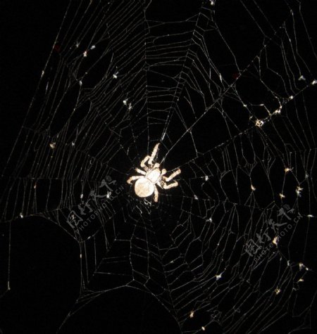 蜘蛛蜘蛛网图片