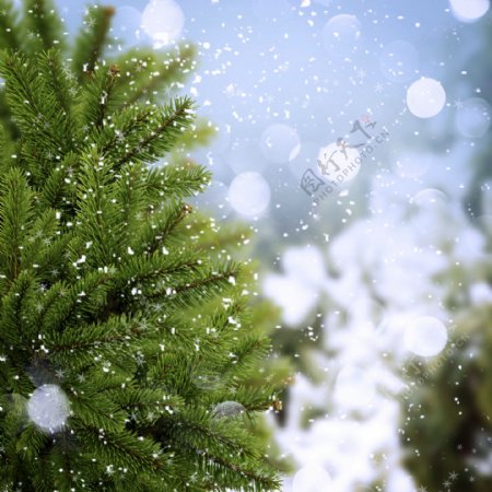 梦幻雪花背景与圣诞树图片
