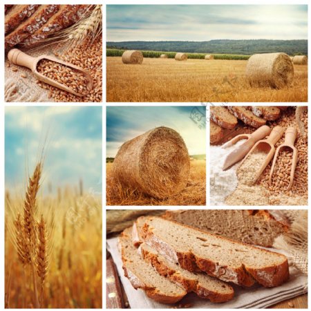 麦子和面包