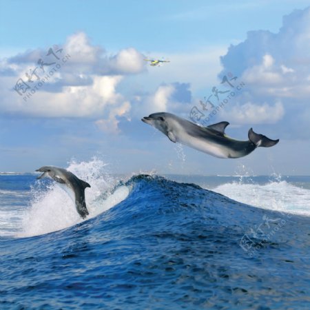 海面上跳跃的海豚高清图片