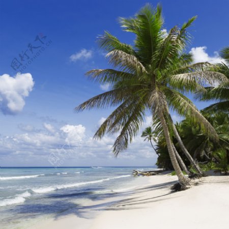 美丽椰树沙滩景色