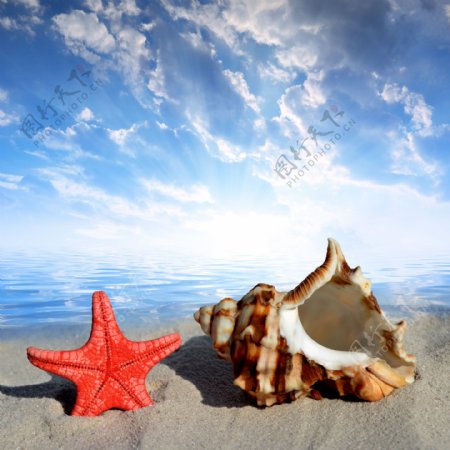 沙滩上的红色海星和海螺