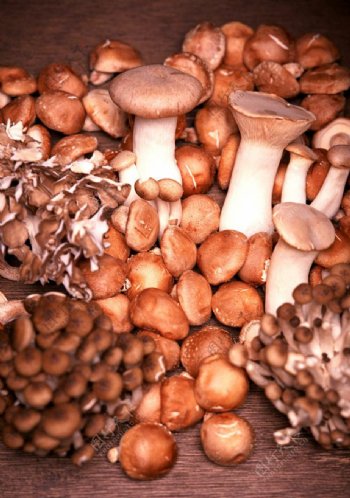 蘑菇家族图片
