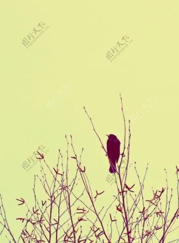 redwinged黑鸟