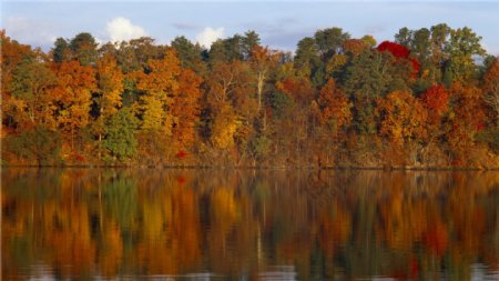 秋季湖上森林壁纸