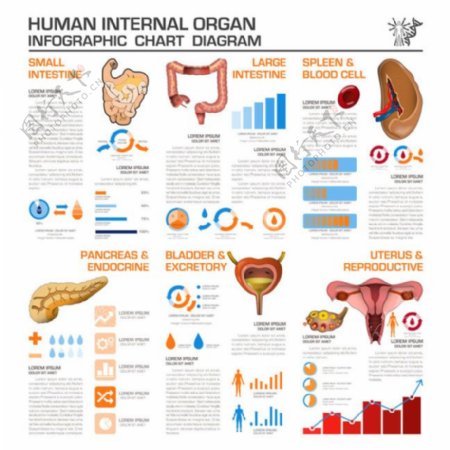 人体医学图表图片