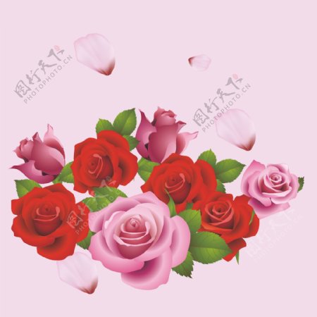 粉色红玫瑰粉玫瑰素材图片