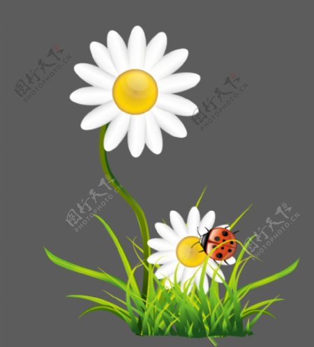 白色花朵小草