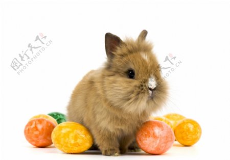 可爱兔子彩蛋摄影素材图片