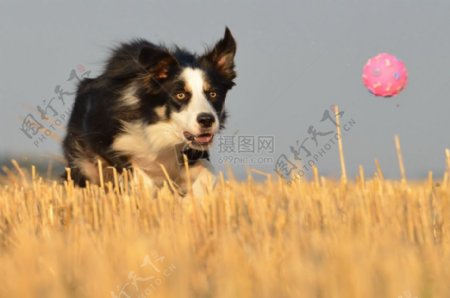 边境牧羊犬