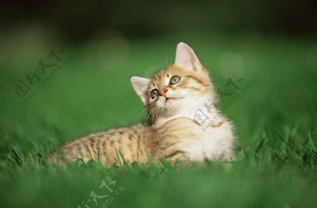 可爱草地上小猫图片