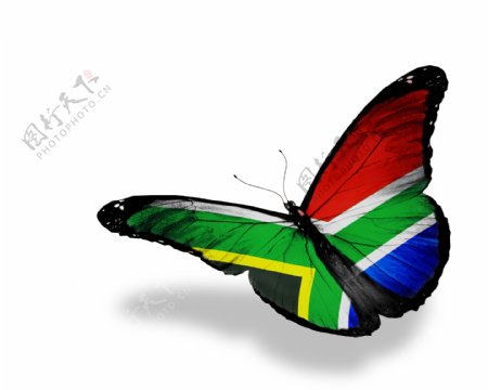 南非国旗蝴蝶图片