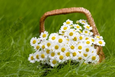 草地上篮子里的菊花