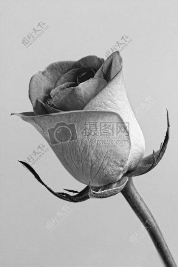 玫瑰花灰色花的开花玫瑰背景花束春白浪漫