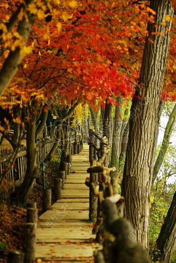 秋天河边的红色枫树林
