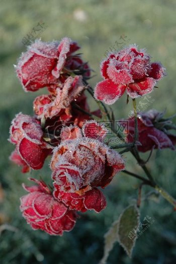 结霜的红色玫瑰