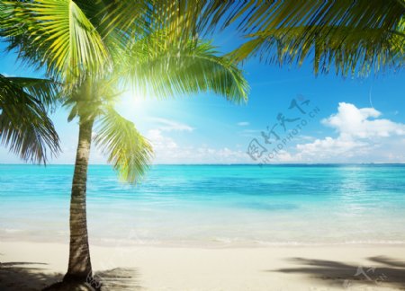 椰树与沙滩美景