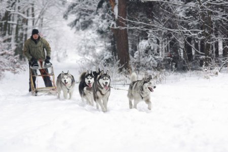 可爱雪地里雪橇犬图片
