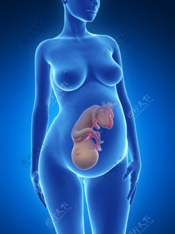 孕妇与胎儿图片
