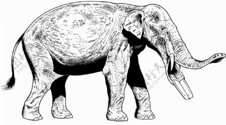 手绘动物画动物素描