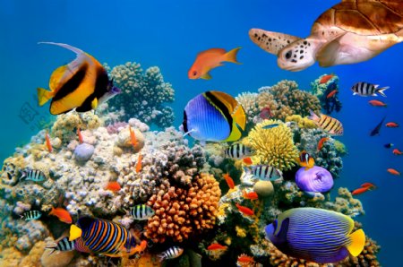 美丽的海底世界图片