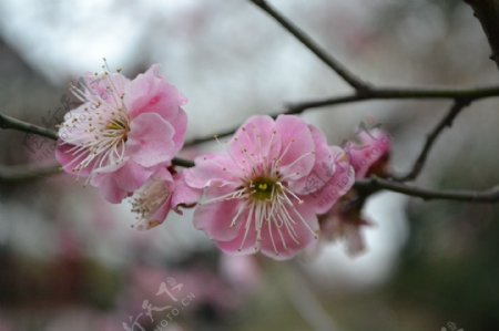 高清鲜艳粉色梅花图片