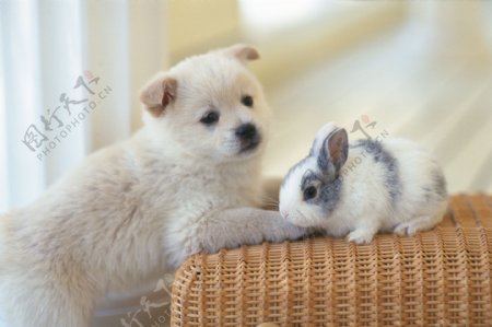 小狗和兔子