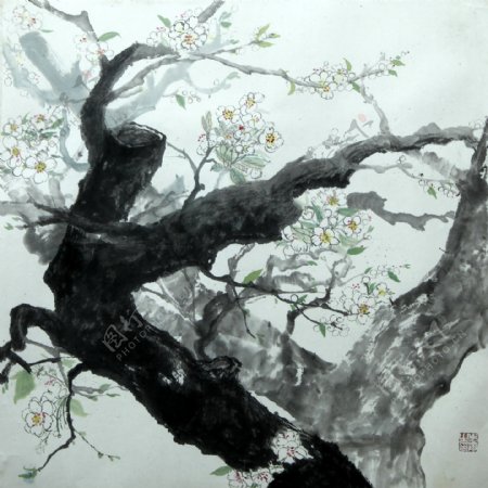 梨花中国画6021560厘米牛奔