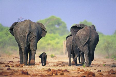 大象象大象大图象之世界