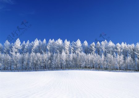 美丽雪景摄影
