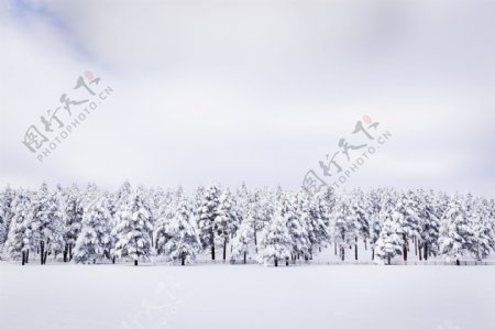 冬天树木风景