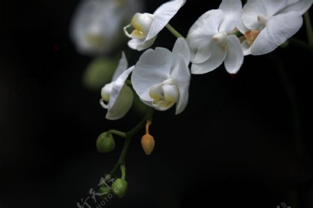 纯洁白色蝴蝶兰图片