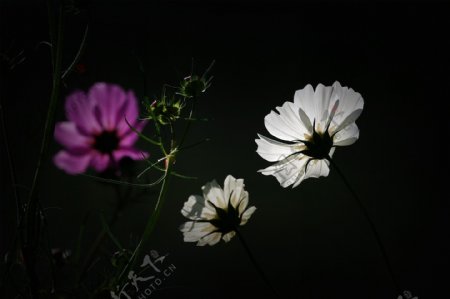 唯美波斯菊花卉图片