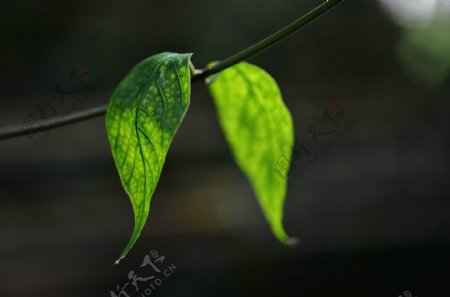 嫩绿色树叶图片