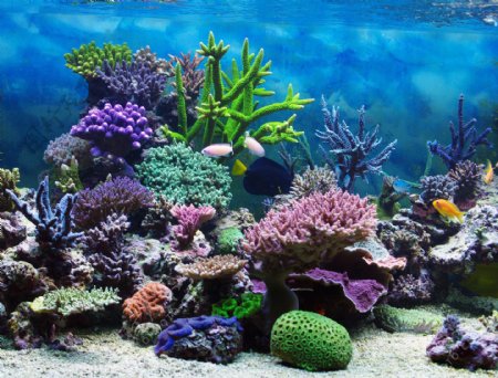 海底彩色珊瑚风景图片