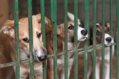 笼子里的三只狗