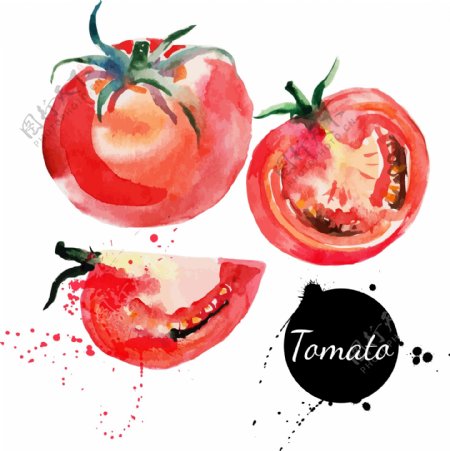 水彩手绘矢量西红柿番茄