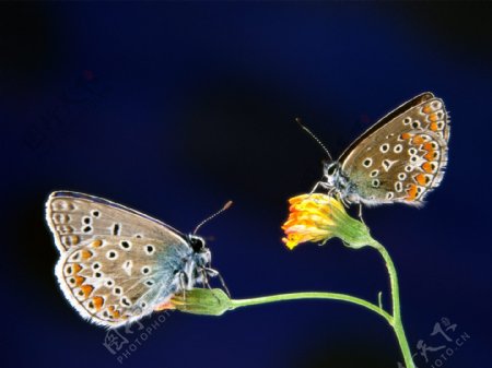 花蝴蝶生物生物世界