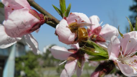 桃花蜜蜂花朵写真