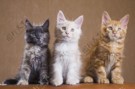 三头颜色不一样的猫