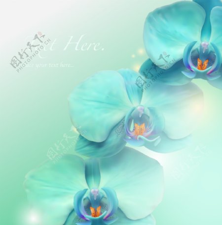 蓝色蝴蝶花背景