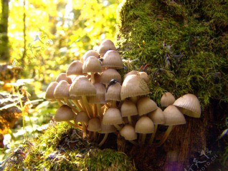 秋天蘑菇摄影图片
