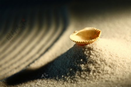 一堆沙子上的贝壳图片