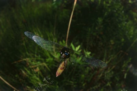花苞上的蜻蜓