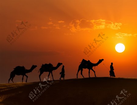 在沙漠牵骆驼看日出的人