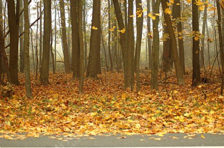 秋天树林落叶风景图片