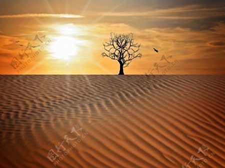 黄昏大沙漠风景图片