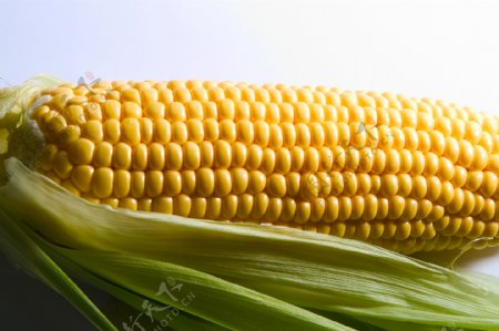 一个成熟的玉米棒特写图片