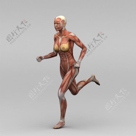 跑步女性人体肌肉组织图片