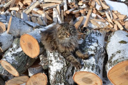 木头上的猫咪